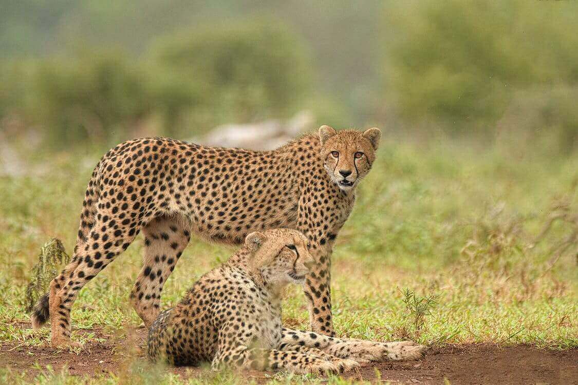 cheetahs-india-africa